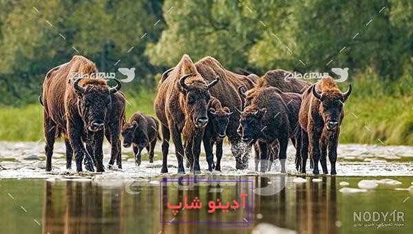 بزرگترین گاو وحشی جهان + عکس