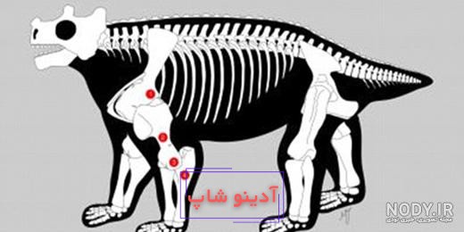 تصاویر) انتقام وحشتناک گاو وحشی از ماتادور جوان