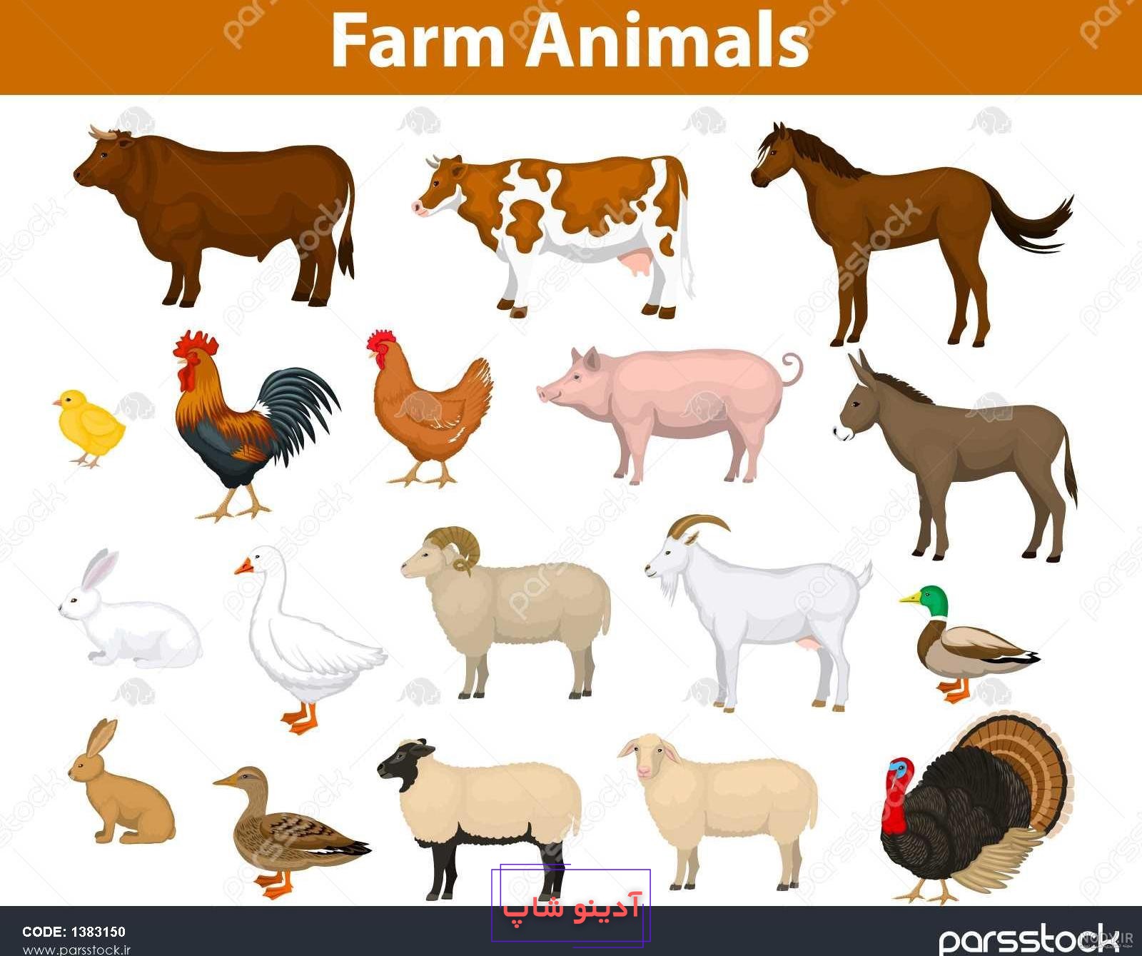 تصاویر) «خَنزَروف»؛ گوسفندی که شبیه گاو و خوک است و ثروتمندان عرب عاشق آن  هستند!