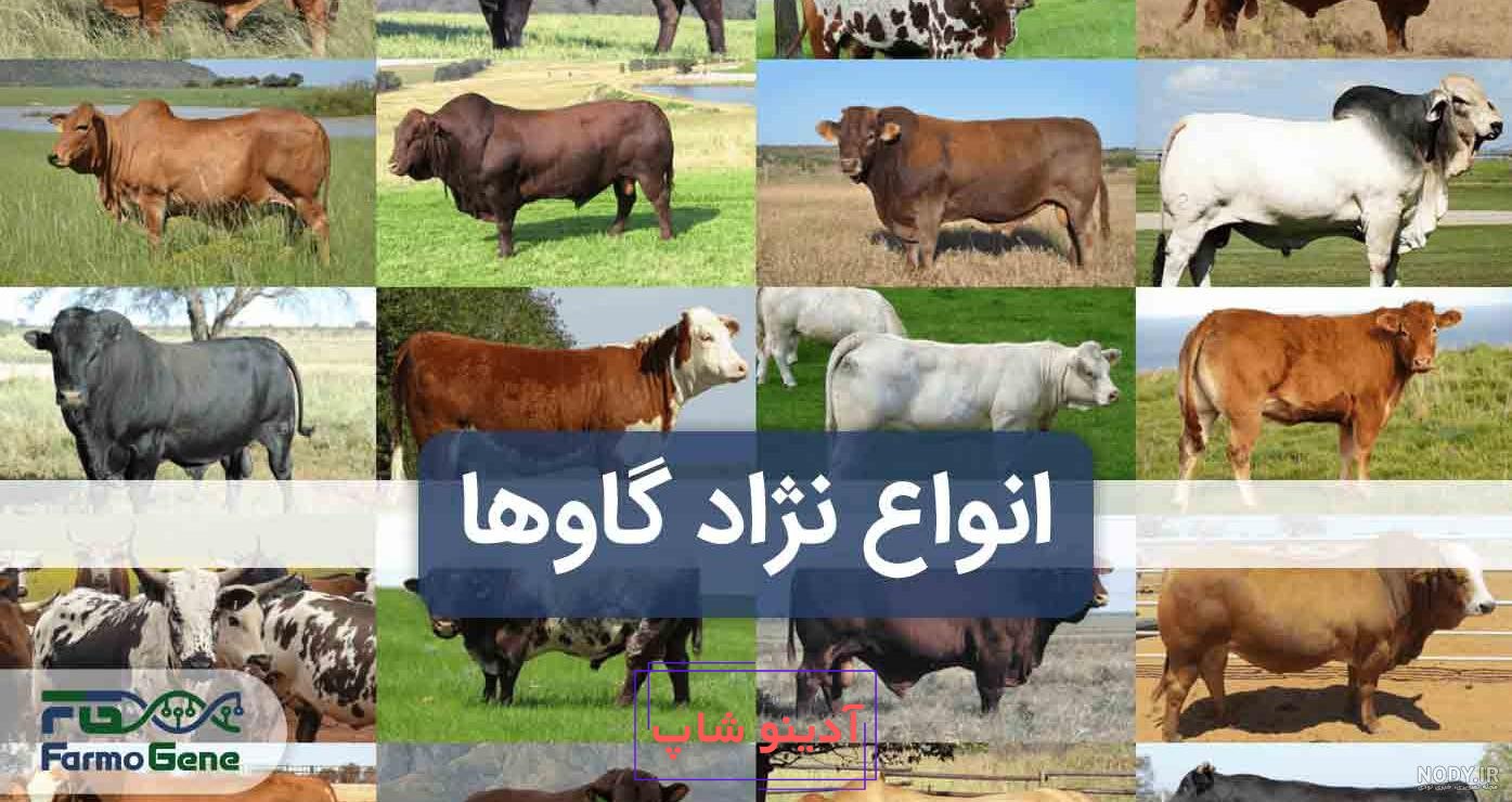 تصاویری از گران‌ترین گاو جهان با یک قیمت نجومی