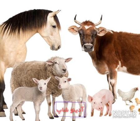 تصویر وکتور کارتونی گاو ناز در حال خوردن علف مفهوم نماد طبیعت حیوانی جدا  شده تخت 1667792