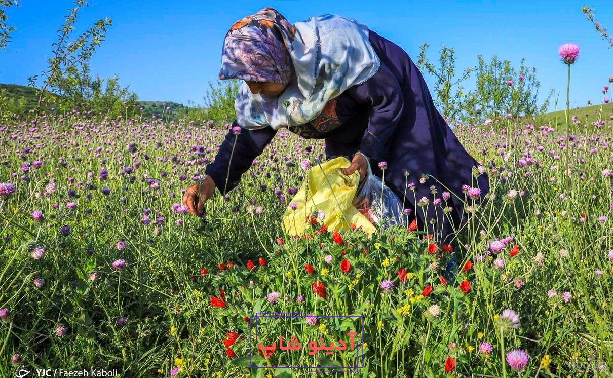 تمامی فواید گل گاو زبان