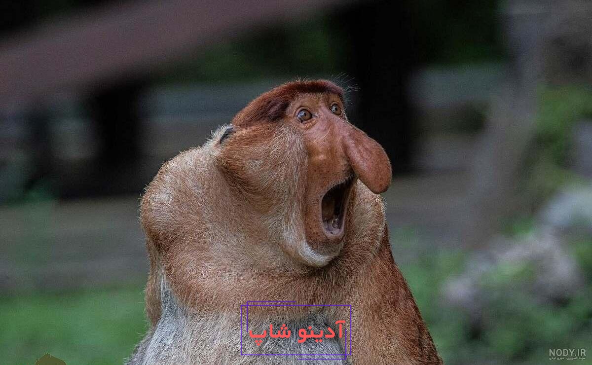 خرید و قیمت عروسک گاو از مجموعه سر گنده ها از برند معتبر با طراحی متفاوت و  بسیار با کیفیت | ترب