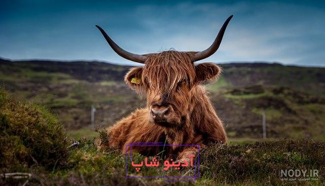 دانلود تصویر با کیفیت گاو قهوه ای | تیک طرح مرجع گرافیک ایران