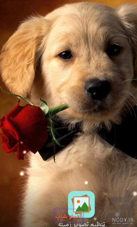 دانلود عکس HD و 4K ببر برای تصویر زمینه و پروفایل