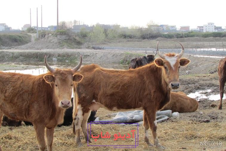 دانلود عکس پروفایل گاو مشکی سفید در مزرعه