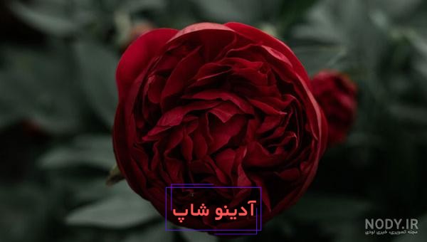 دانلود عکس گل محمدی برای پروفایل