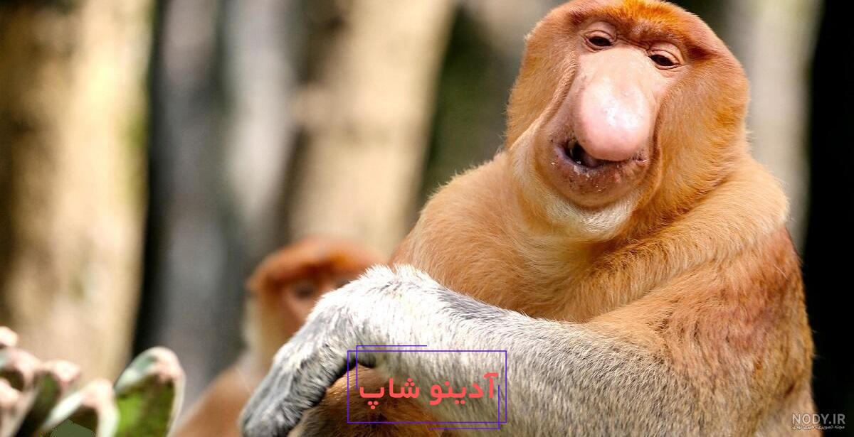 دانلود پس زمینه دماغ گاو قهوه ای