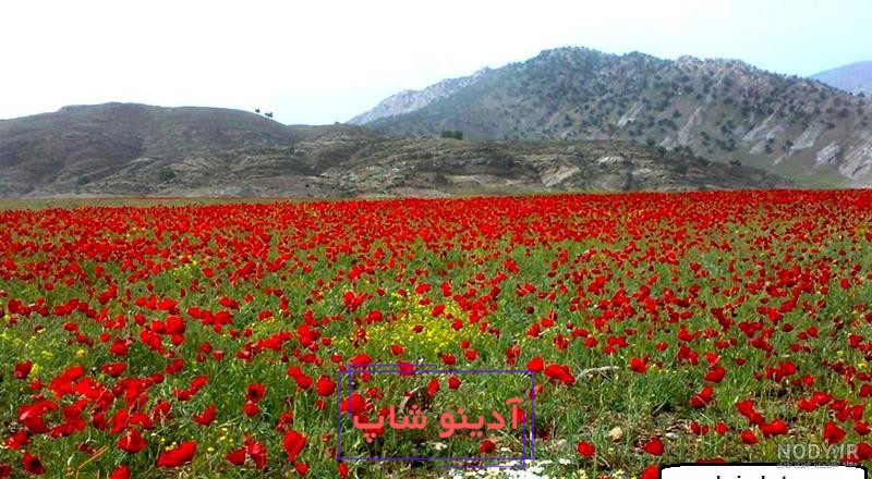 دریاچه دوقلو سیاه گاو؛ زیباترین دریاچه ایلام - همیارتریپ