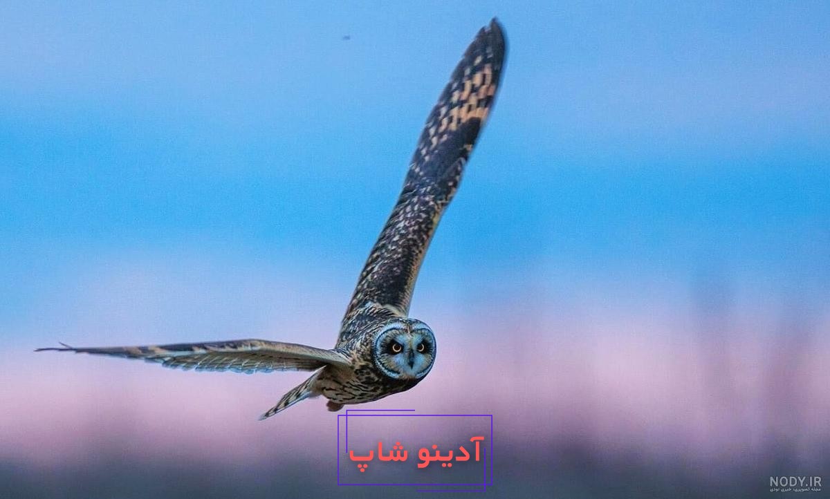 شترگاوپلنگ!(تصاویر)