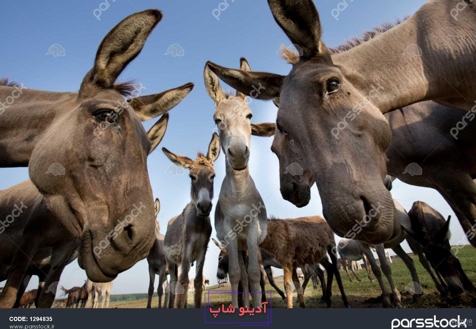 طالع بینی سال گاو | خصوصیات و فال چینی متولدین سال ۱۴۰۰