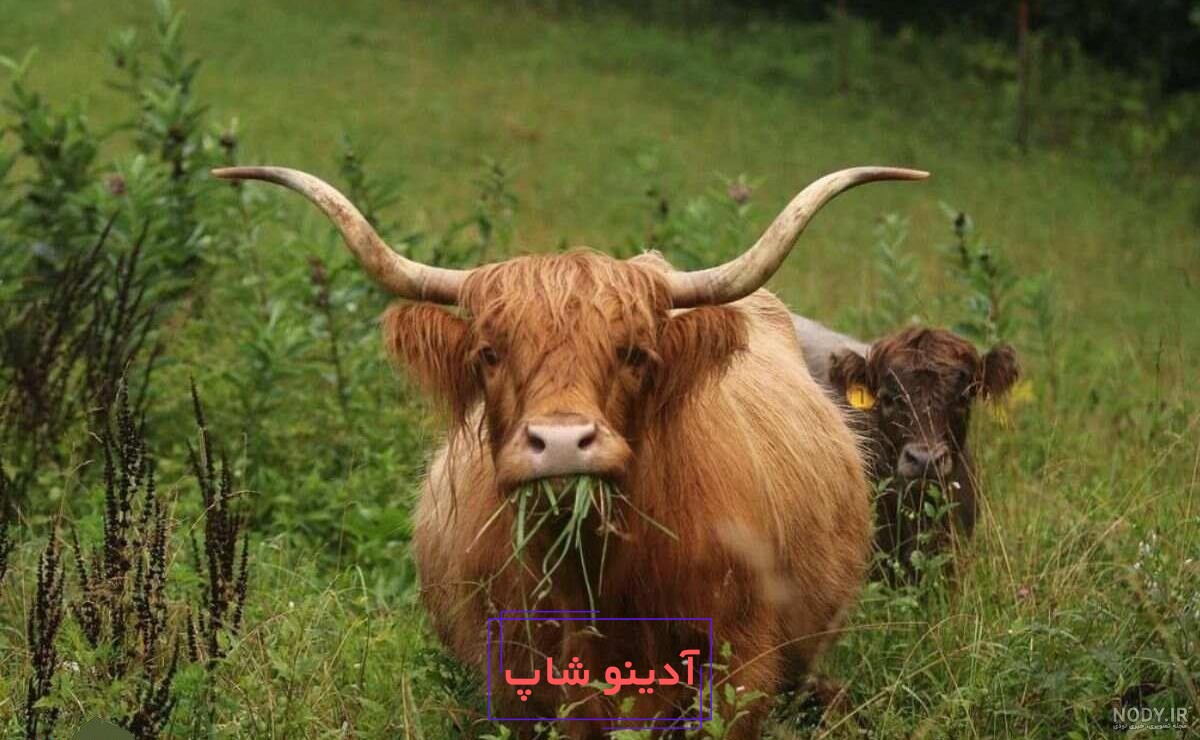 عجیب ترین عکس از یک گاو غول پیکر بین گاوهای کوچک! + جزییات