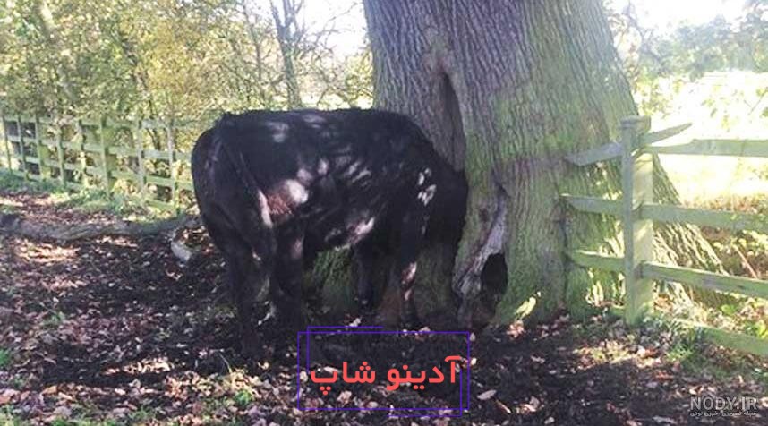 25 عکس از دنیای رنگارنگ گاوهای کارتونی