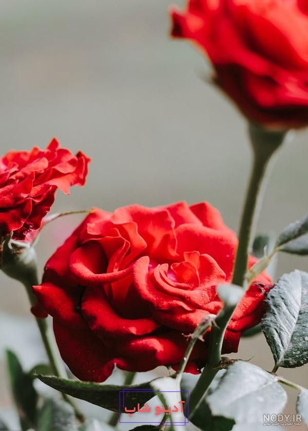 35 عکس از زیبایی های گل محمدی در طبیعت