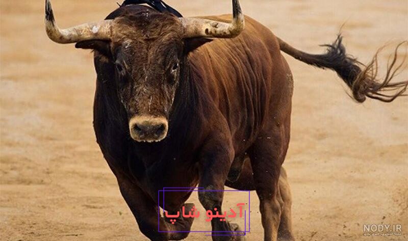 20 عکس از گاو شاخ دار وحشی زیبا و شگفت‌انگیز