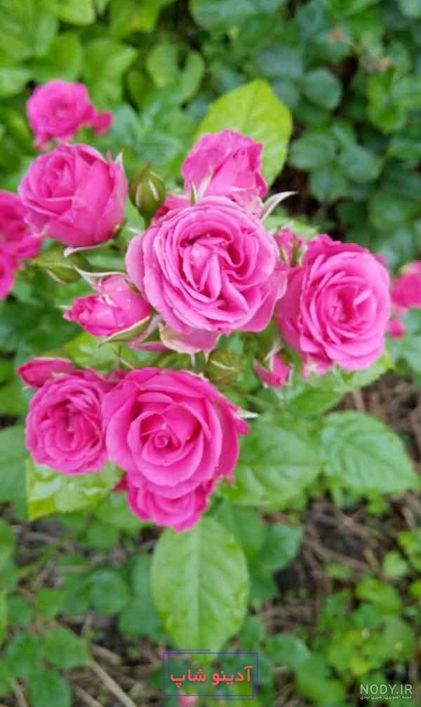 32 عکس از گل محمدی و رزهای زیبا که قلب شما را میبرد