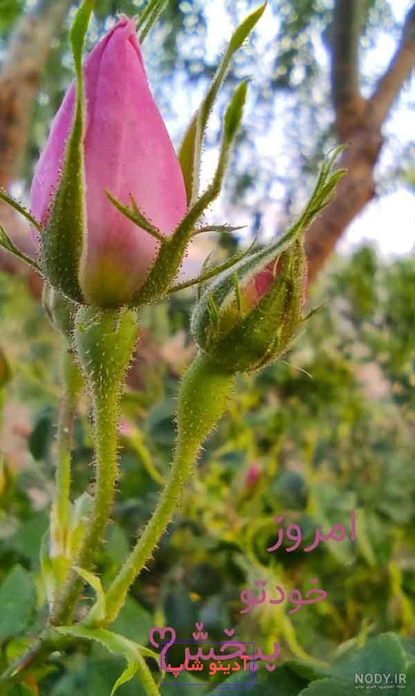 عکس های انواع گل محمدی قرمز و صورتی و سفید برای پروفایل تلگرام و اینستاگرام  و واتساپ