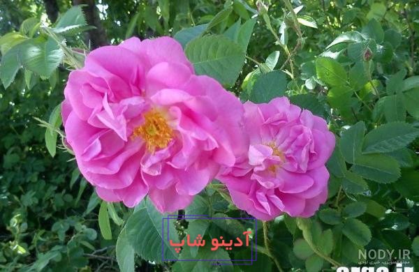 عکس های انواع گل محمدی قرمز و صورتی و سفید برای پروفایل تلگرام و اینستاگرام  و واتساپ