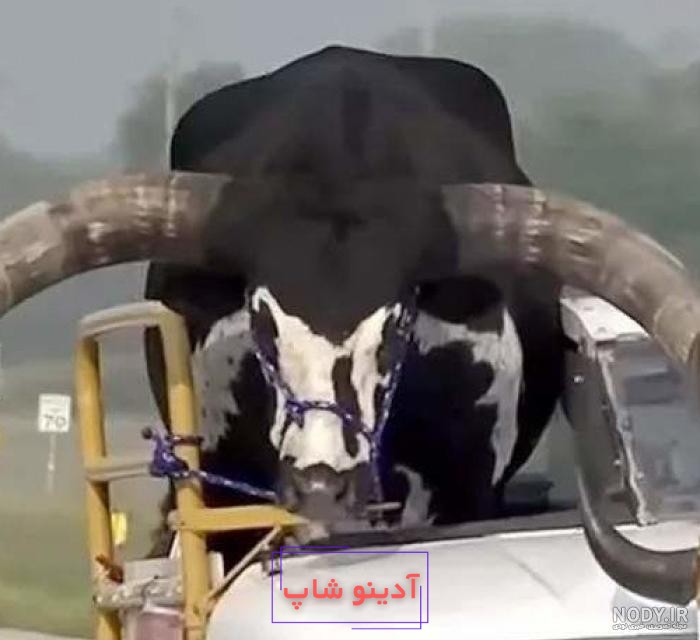 عکس ترسناک ترین گاو جهان - عکس نودی
