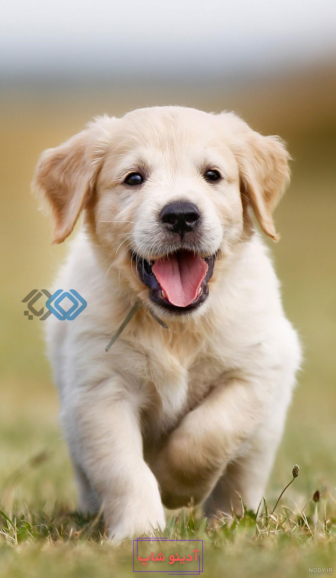 عکس تصویر زمینه گوشی حیوان