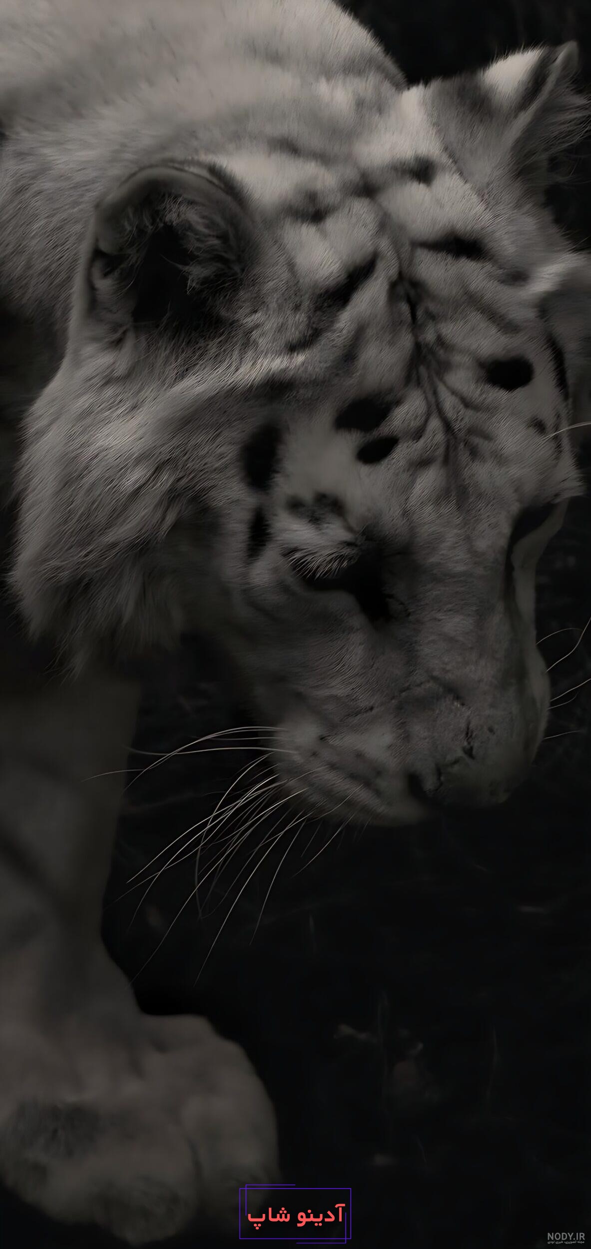 عکس تصویر زمینه گوشی حیوانات