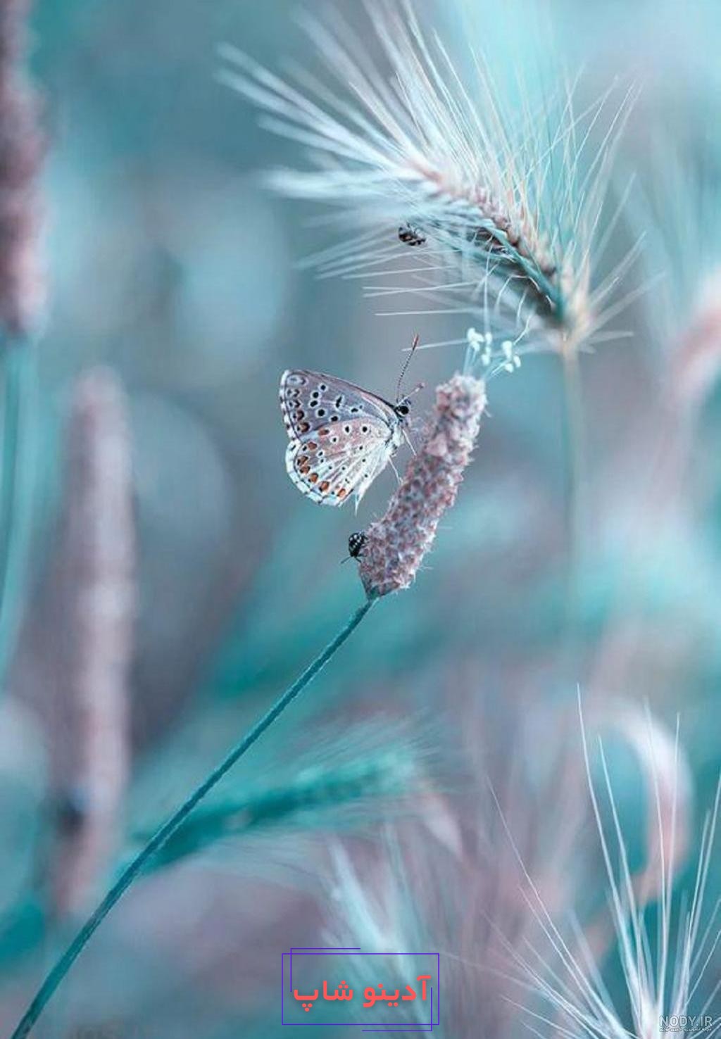 عکس های جدید تصویر زمینه گوشی