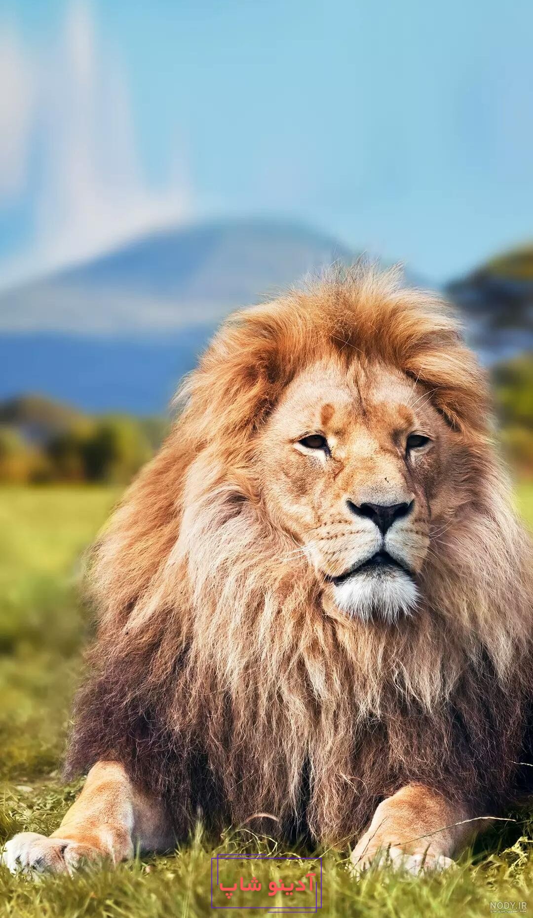 عکس حیوانات برای تصویر زمینه گوشی