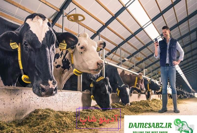 عکس خرو گاو کنار هم