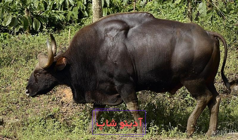 عکس زشت ترین گاو دنیا