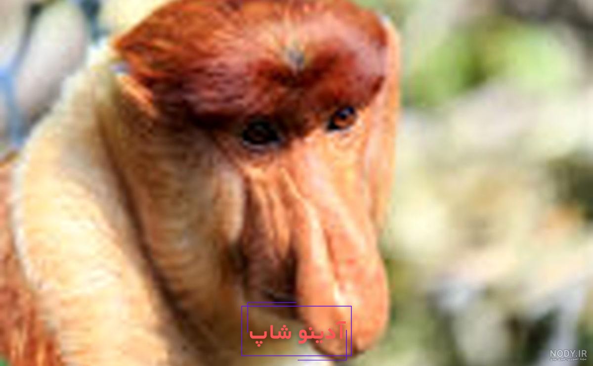 عکس زشت ترین گاو دنیا