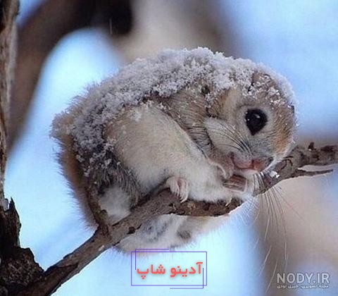 عکس زمستانی دخترانه | 40 عکس پروفایل دخترونه برفی و زمستانی زیبا - دلبرانه