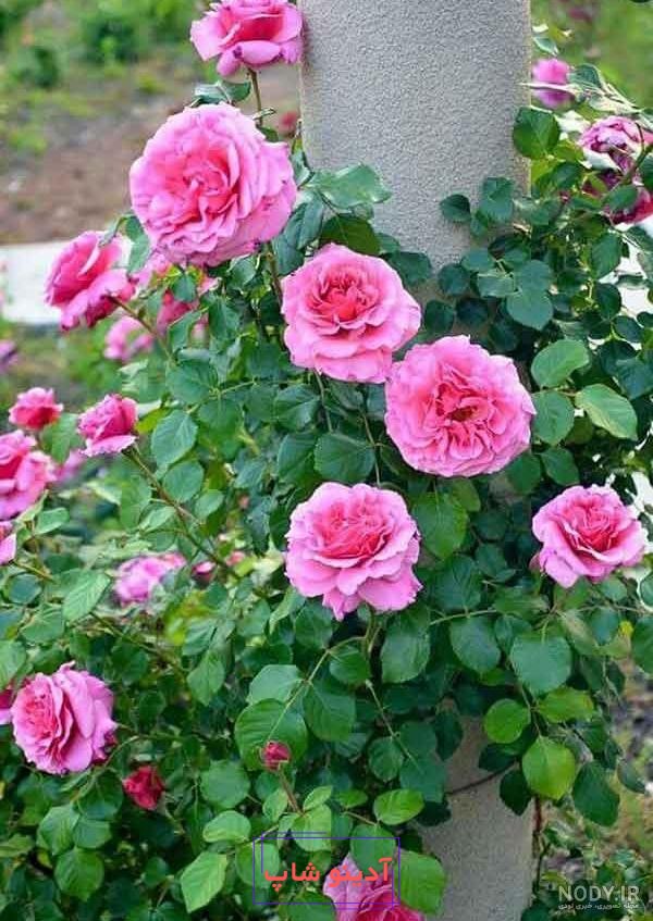 عکس طبیعت و گل های رز محمدی صورتی رنگ