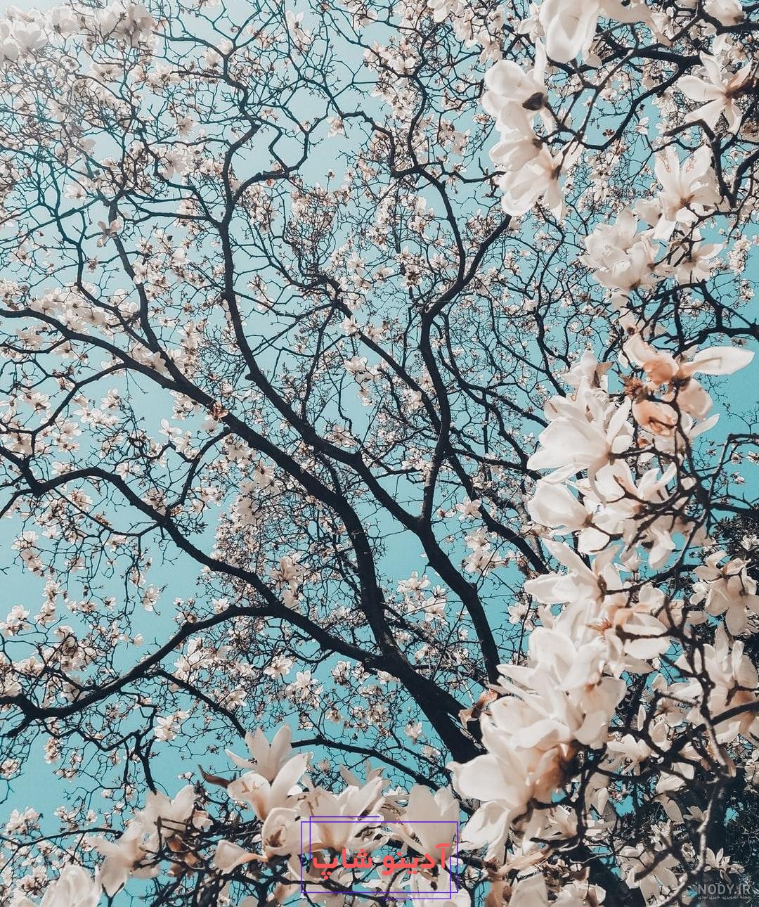 عکس نوشته های بهاری برای پروفایل شاد و خاص | اشعار و متن عاشقانه بهار