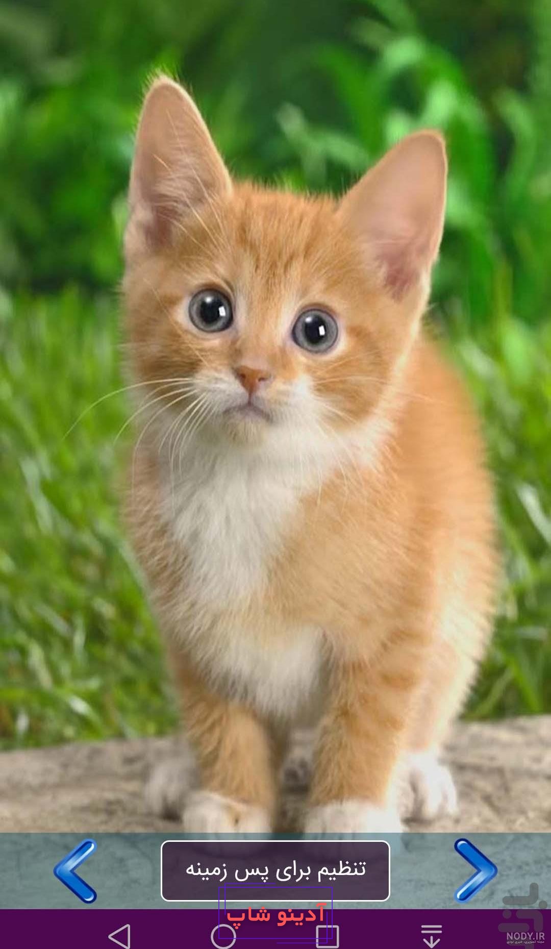 عکس پس زمینه گوشی حیوانات