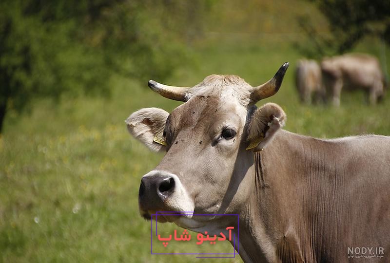 عکس گاو بزرگترین دنیا