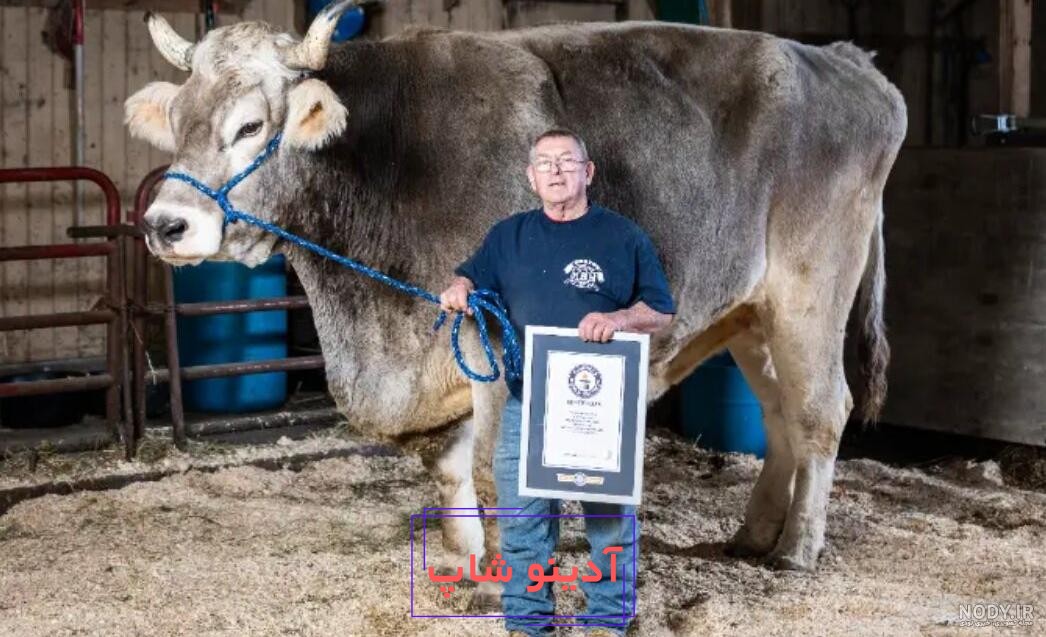 عکس گاو بزرگترین - عکس نودی