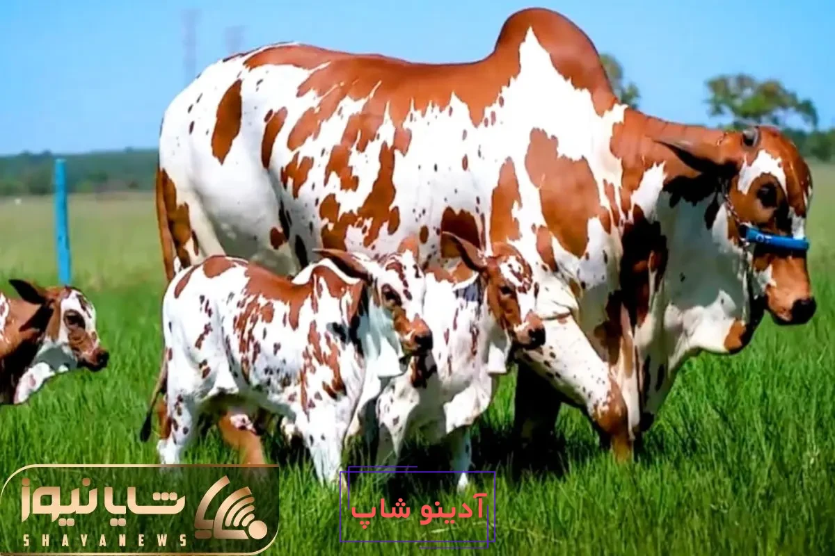 عکس گاو جنگل