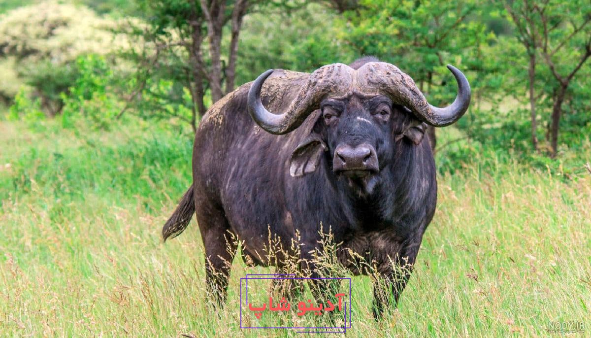 عکس گاو جنگلی