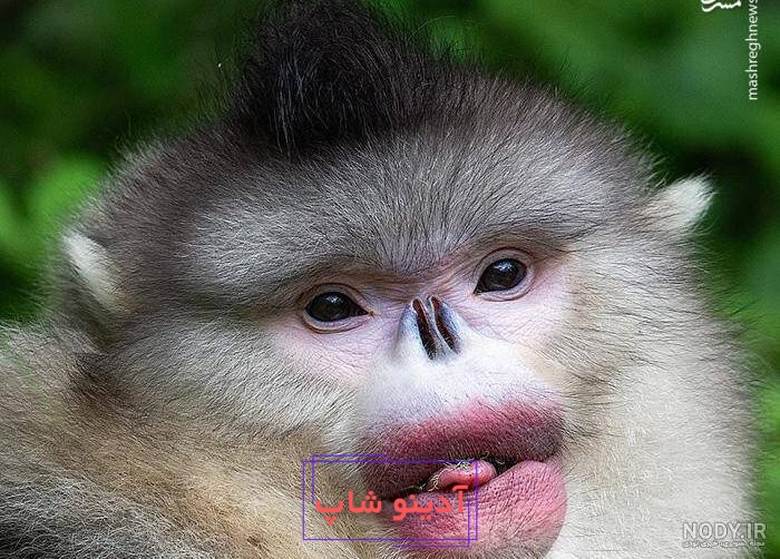 عکس گاو دماغ گنده