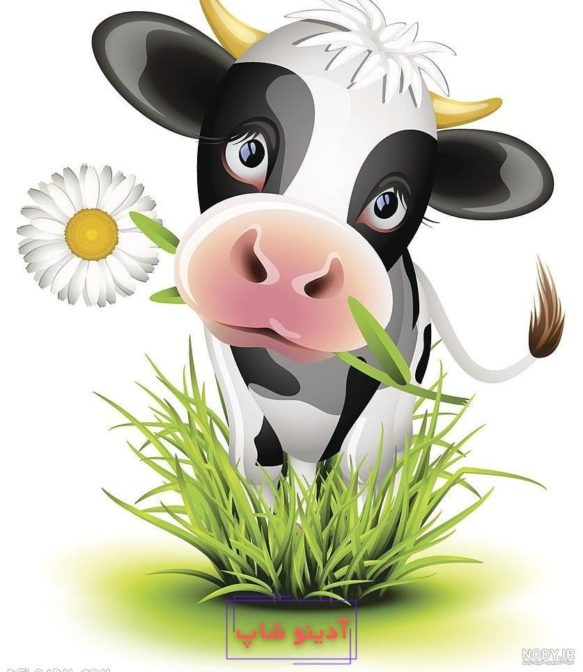 عکس های گاو دوربری شده با فرمت PNG و بدون بک گراند و زمینه