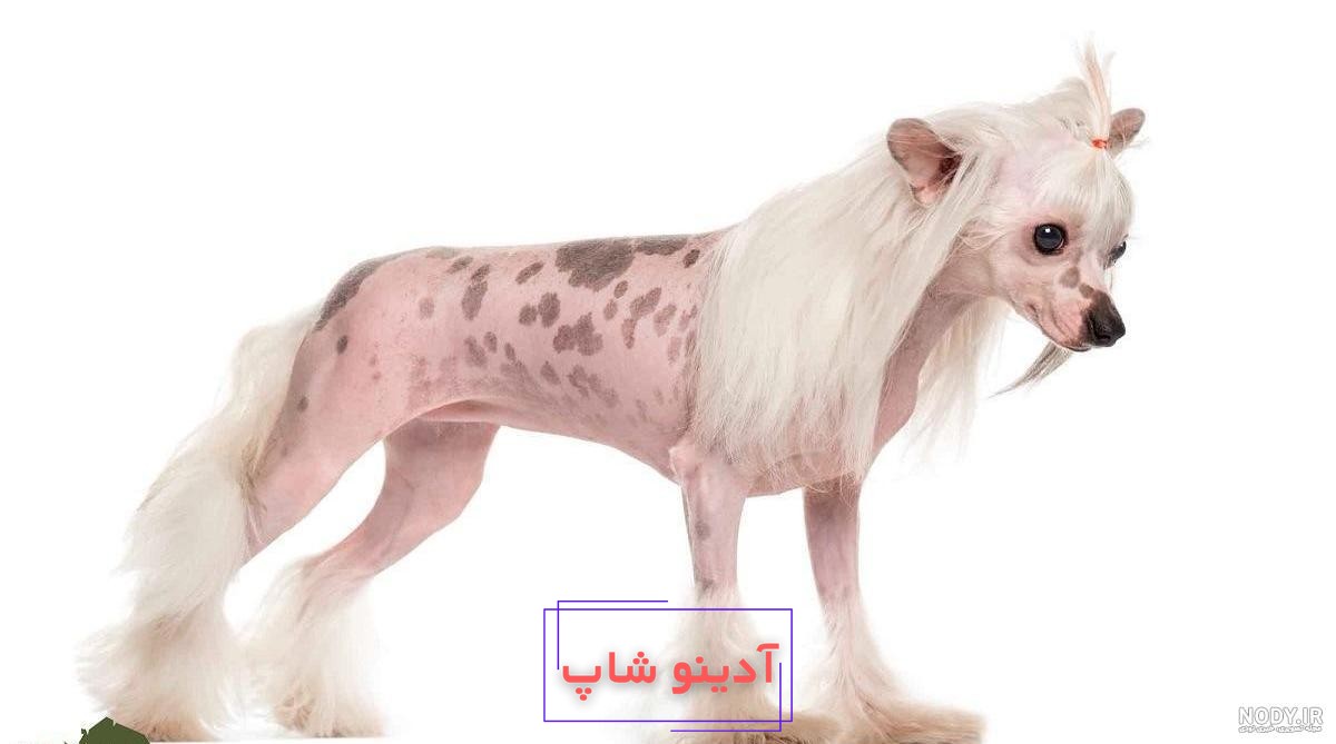 عکس گاو زشت ترین