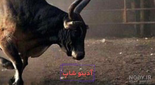 عکس گاو وحشی بزرگ - عکس نودی