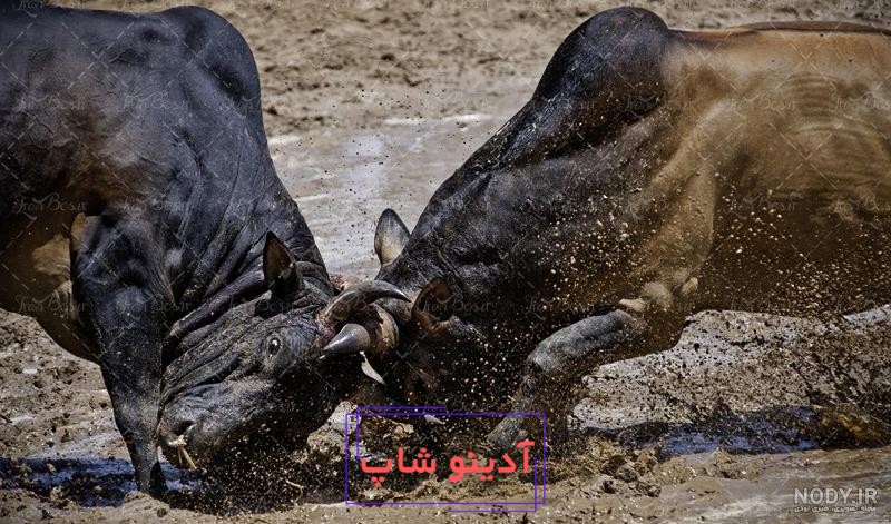 عکس گاو وحشی نر - عکس نودی
