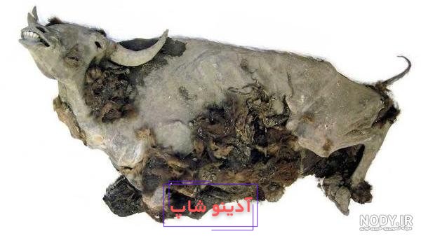 عکس / گاو وحشی یخ‌ زده - مشرق نیوز