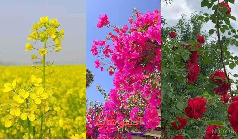 عکس گل محمدی برای پروفایل ” 2024 غنچه و بازشده در طبیعت زیبا در رنگ صورتی -  گـُـ✿ـلـی مُــــב