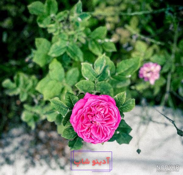 عکس گل محمدی برای پروفایل ” 2024 غنچه و بازشده در طبیعت زیبا در رنگ صورتی -  گـُـ✿ـلـی مُــــב