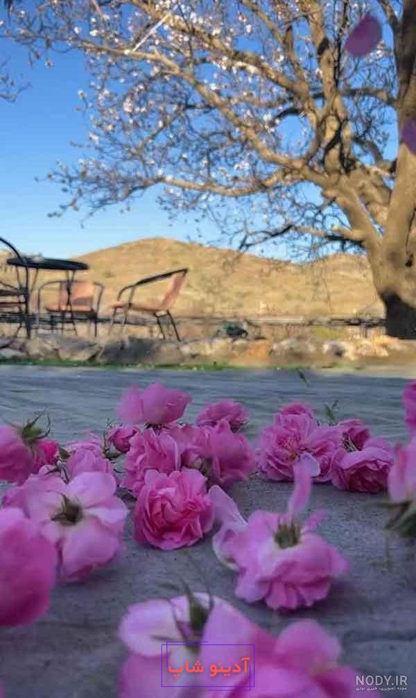 90 عکس گل و منظره زیبا برای پروفایل 2024؛ بدون متن/ بینظیر/ واقعا خوشگل  جذاب - گلی خانوم