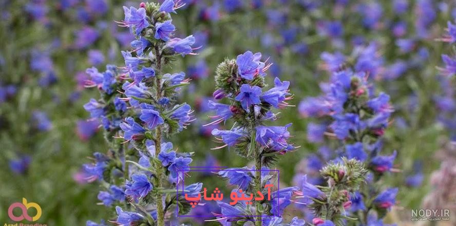 عکس: گل گاوزبان؛ معجزه دارویی