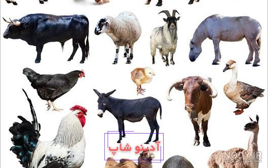 ماکت حیوانات مزرعه (گاو و اسب و گوسفند) مجموعه 10 عددی خرید آنلاین |  فروشگاه جعبه