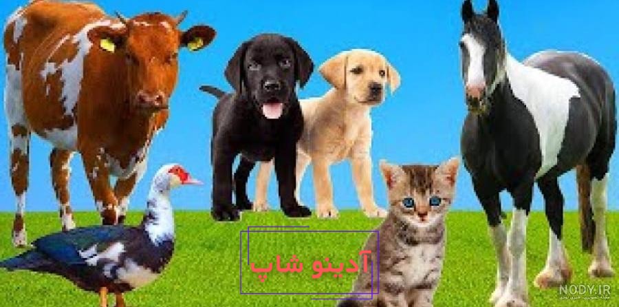 مجموعه حیوانات مزرعه با گاو گاو نر اسب مرغ مرغ خروس خوک بز گوسفند اردک  بوقلمون خرگوش الاغ و غاز 1383150